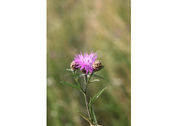 Wiesen-Flockenblume (Centaurea jacea) - © Philipp Sengl